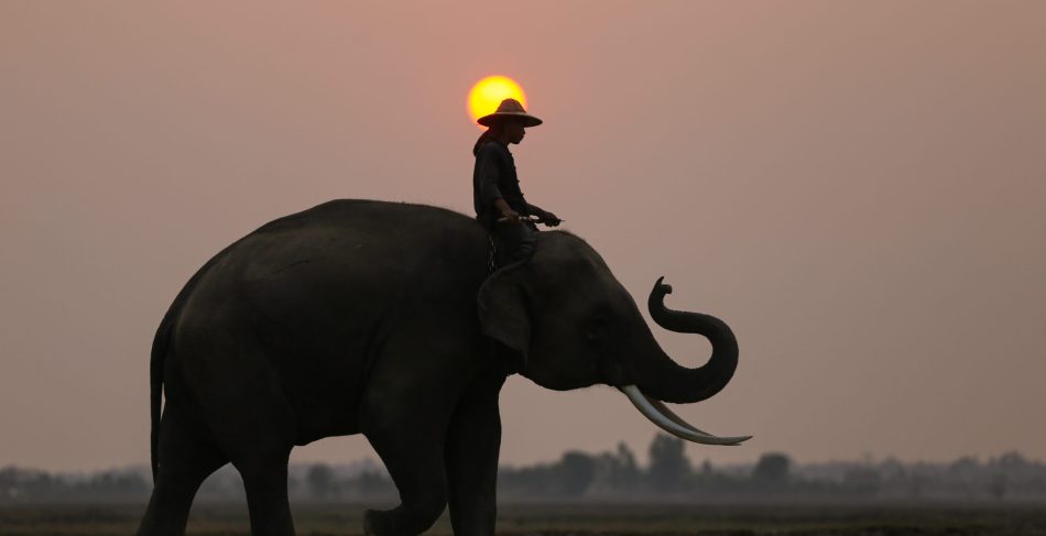Portrait of Elephant and mahout in the forest against sunrise.